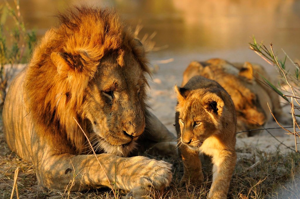 A lioness and her cub at the reserve