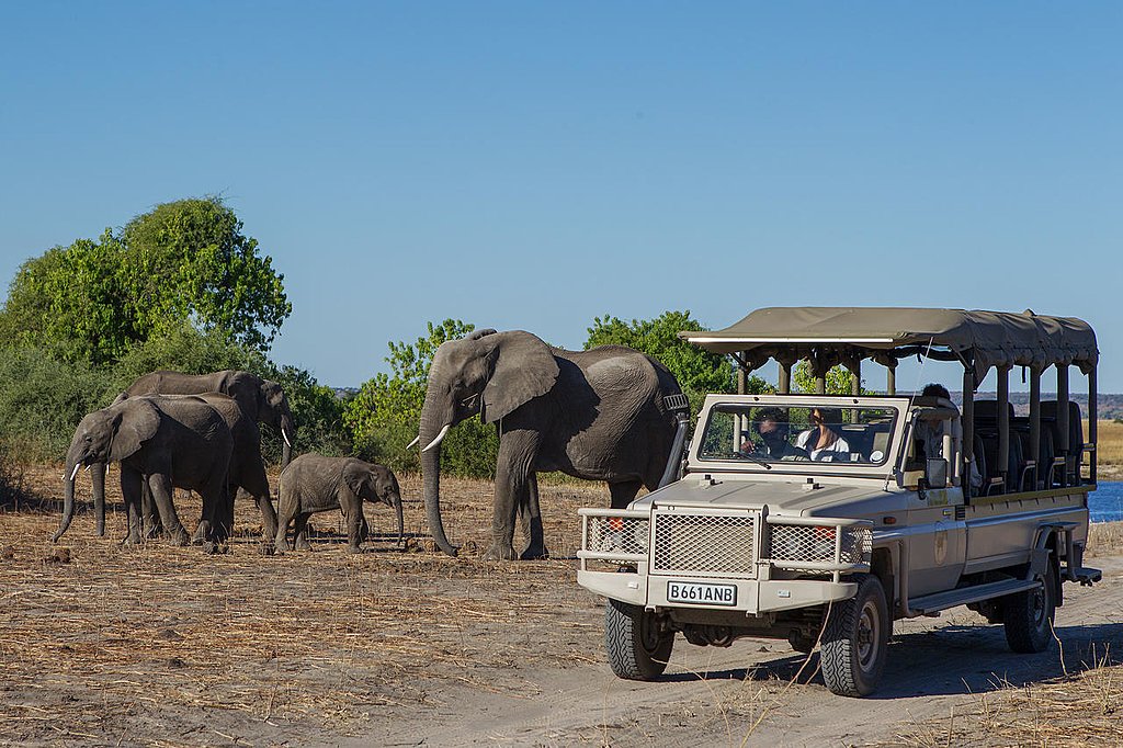 Game Safari at Moremi Game Reserve