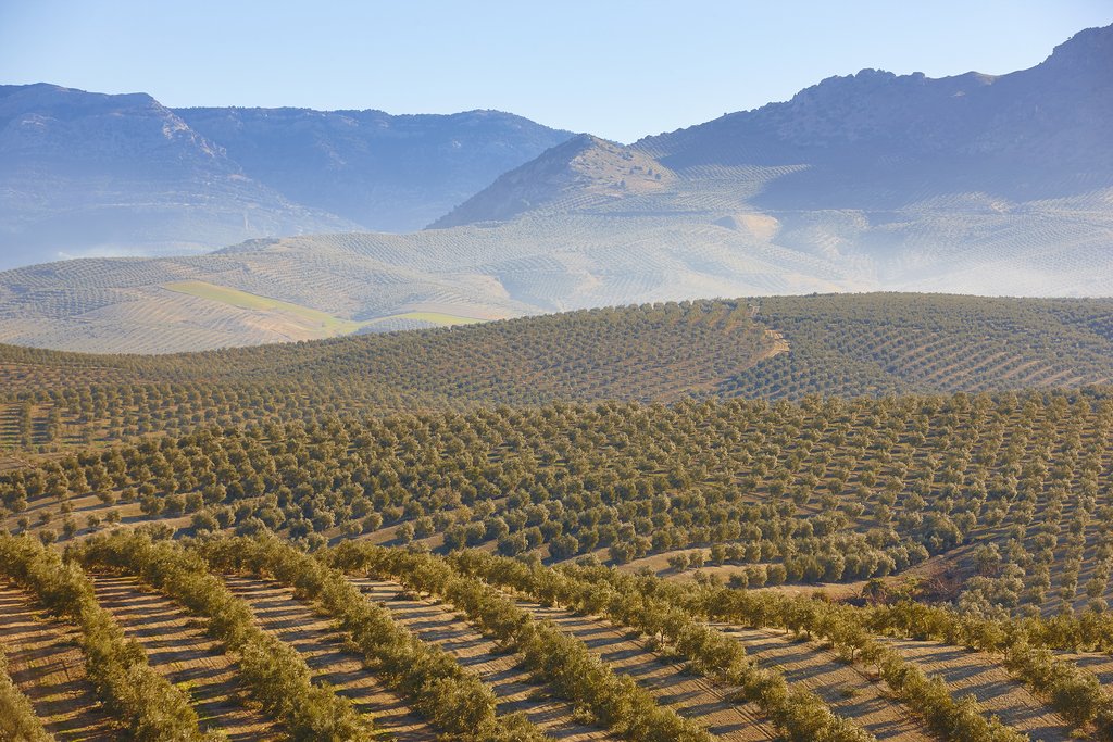 Olive Groves in Andalusia