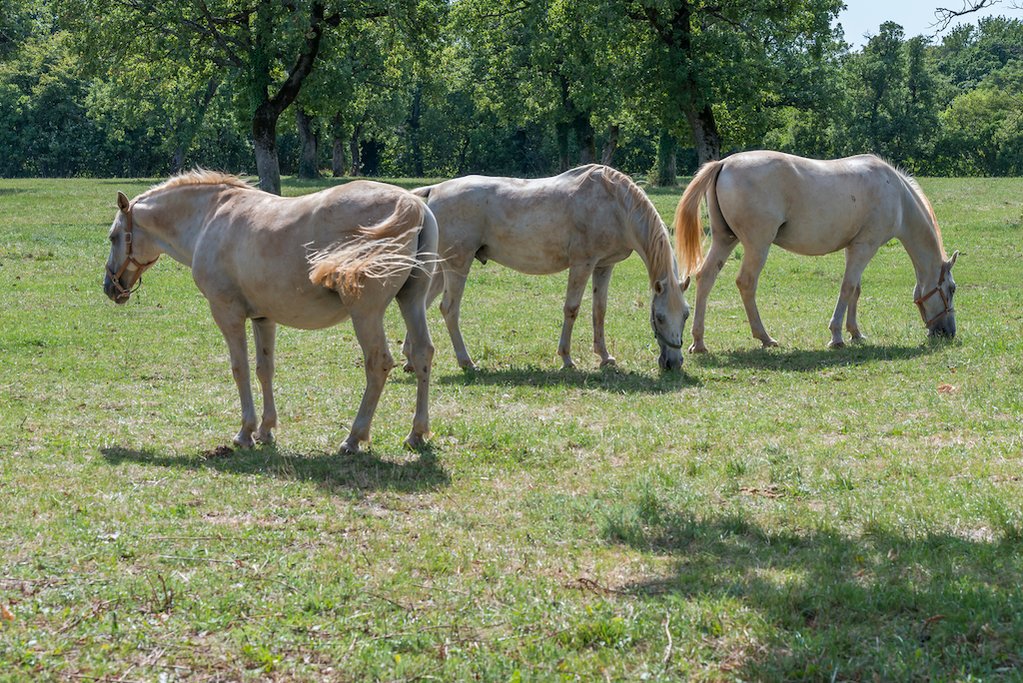 Lipizzaner