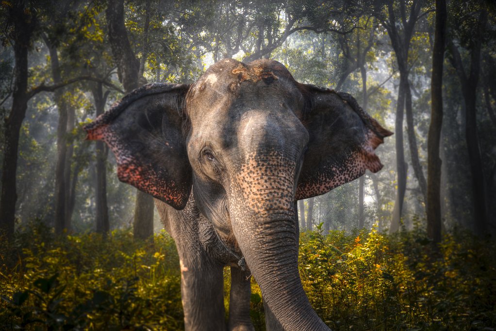 Enjoy a day with elephants in Chitwan National Park