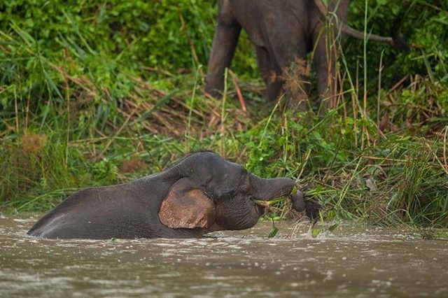 Elephant wading in the Kinabatangan River