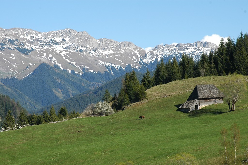 Gutanu Meadow