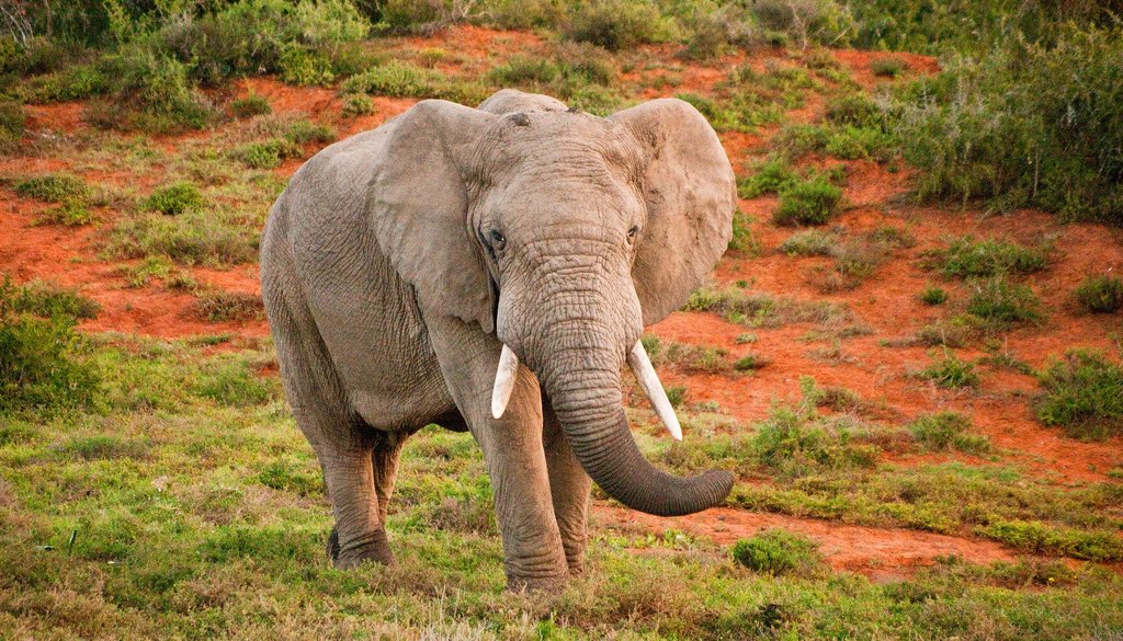 An elephant in Amakhala Game Reserve