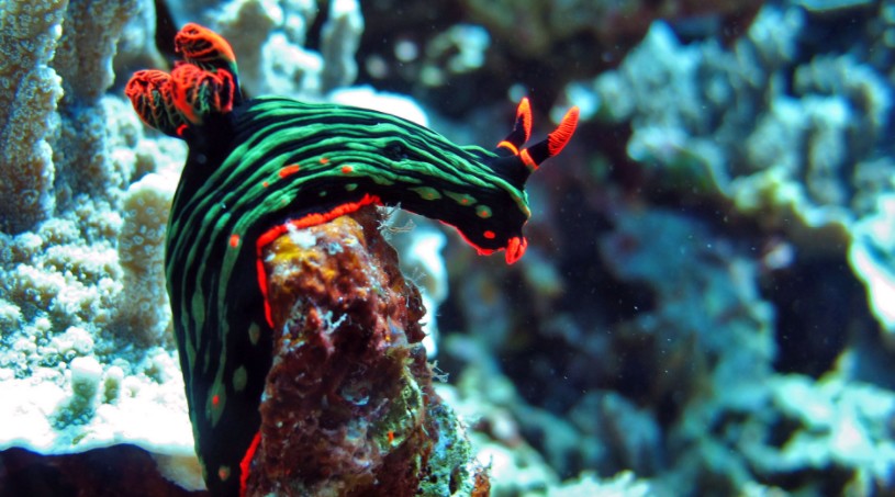 A colorful nudibranch