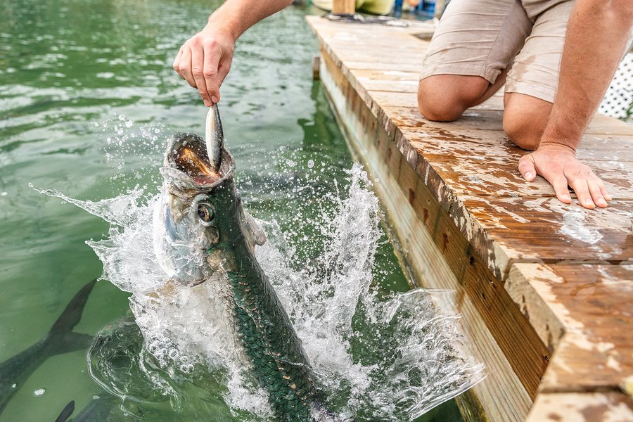 Feed the Tarpon on Islamorada