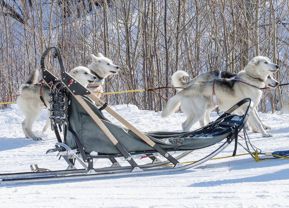 Dog sledding in Norway's Arctic