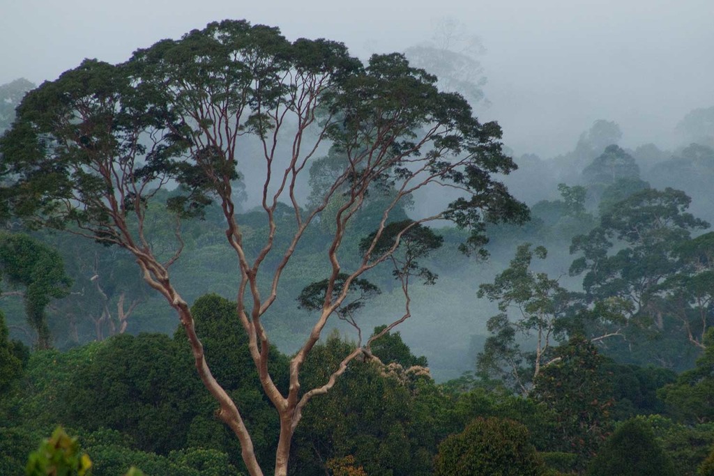 Fog covers the rainforest canopy