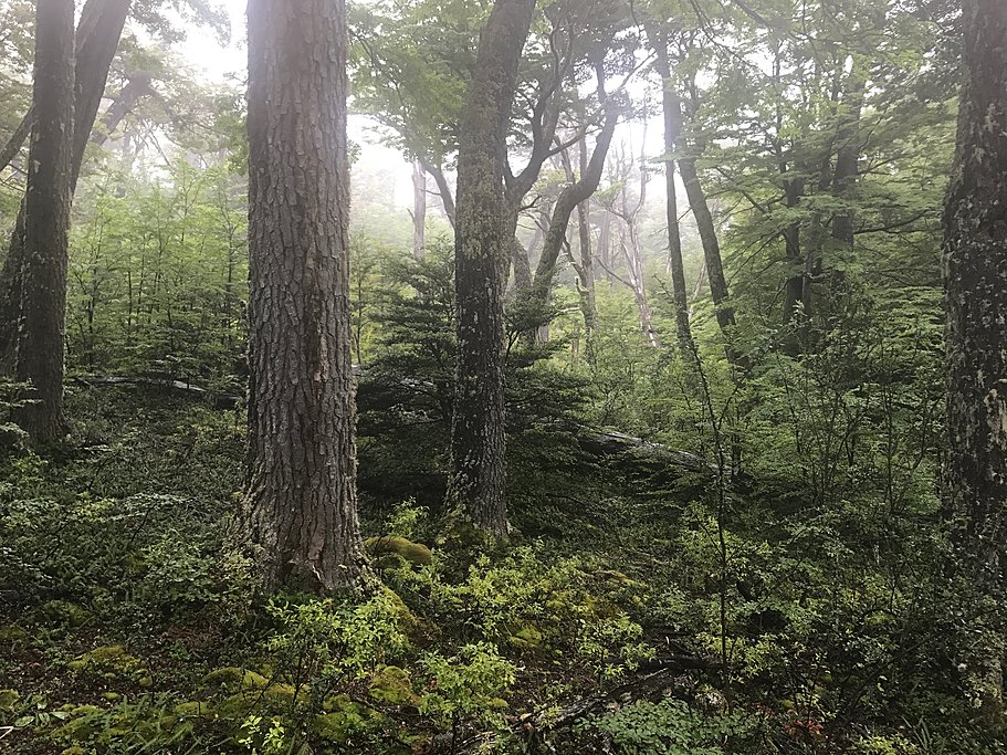 A lush forest within the park