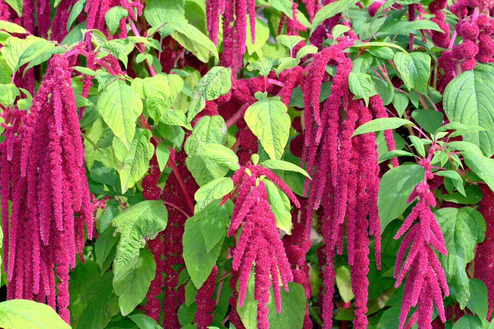 Huautli Experience, getting to know amaranth in San Pablo de Etla.
