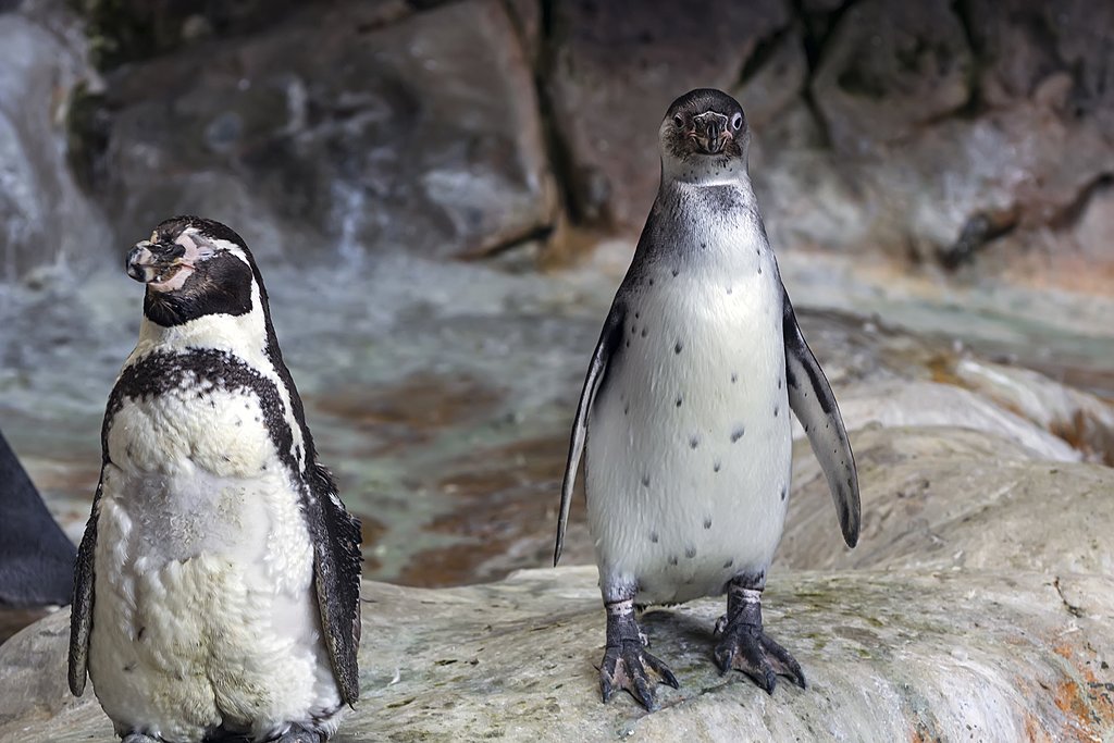 The charsimatic Humboldt penguin
