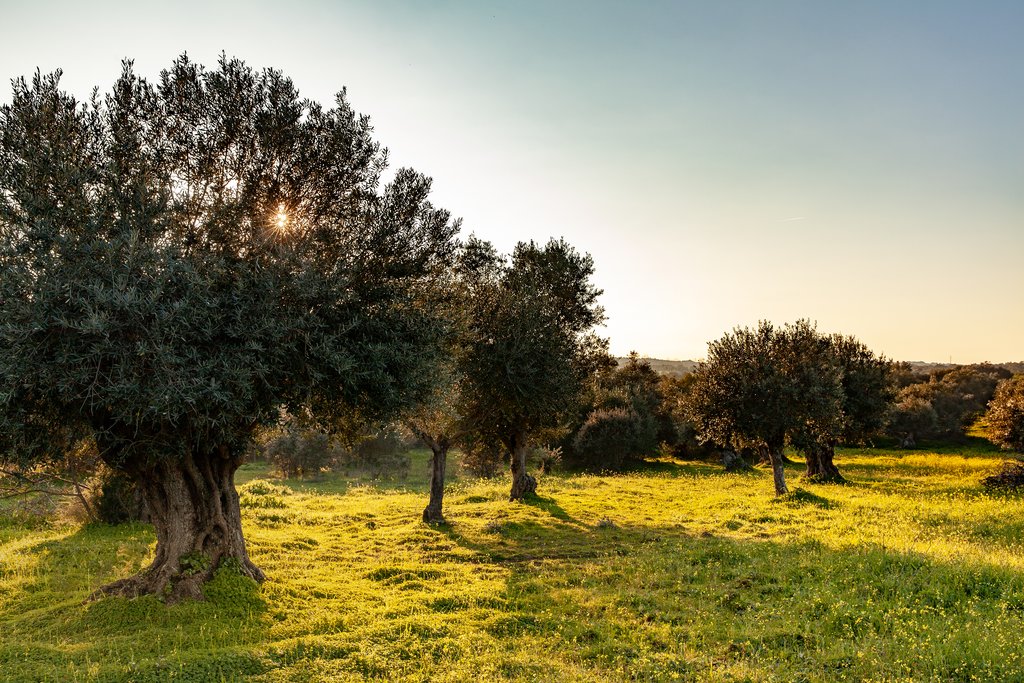 Olive Grove in Alentejo