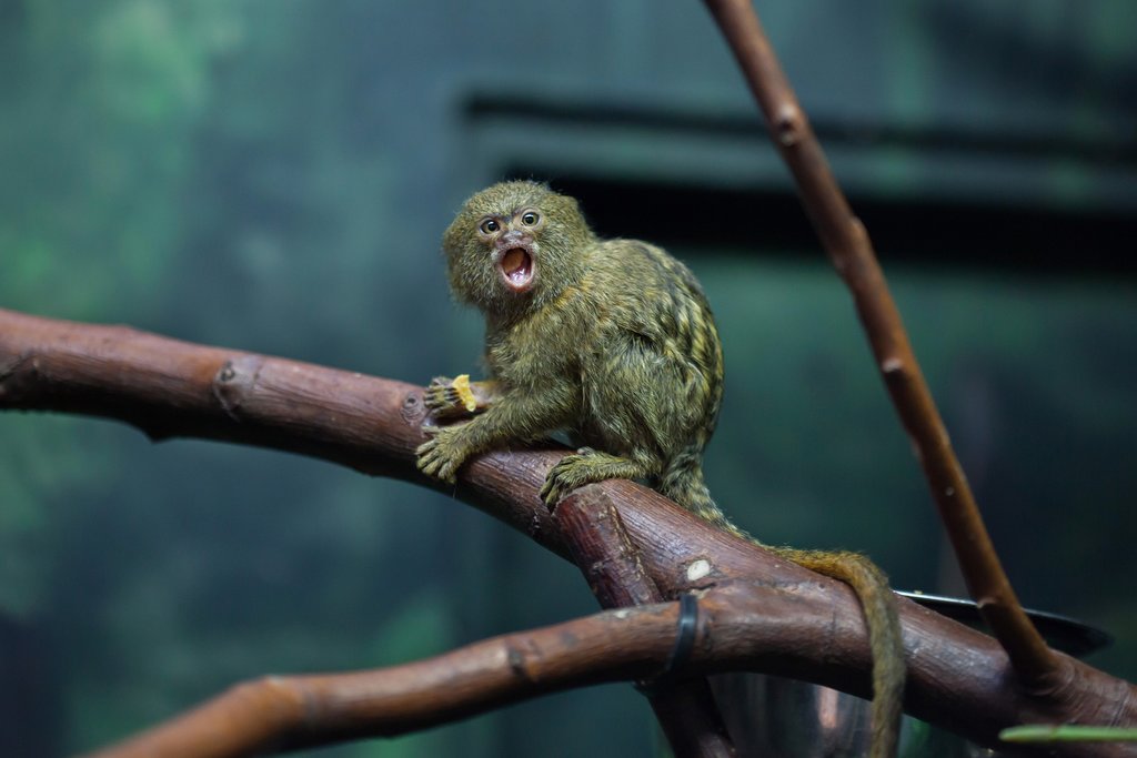 The pygmy marmoset is just one rare animal you could spot in Peru