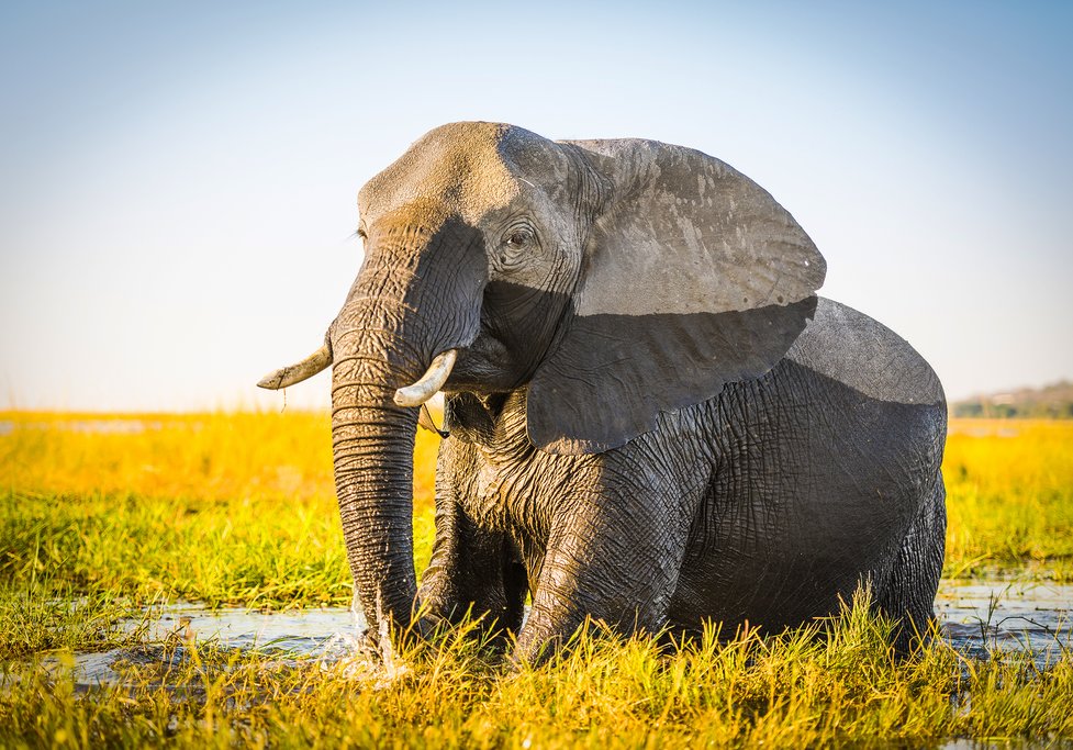 Elephant in Chobe National Park