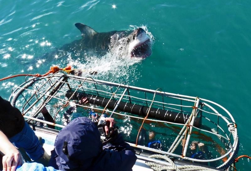 Shark Cage Diving Adventure