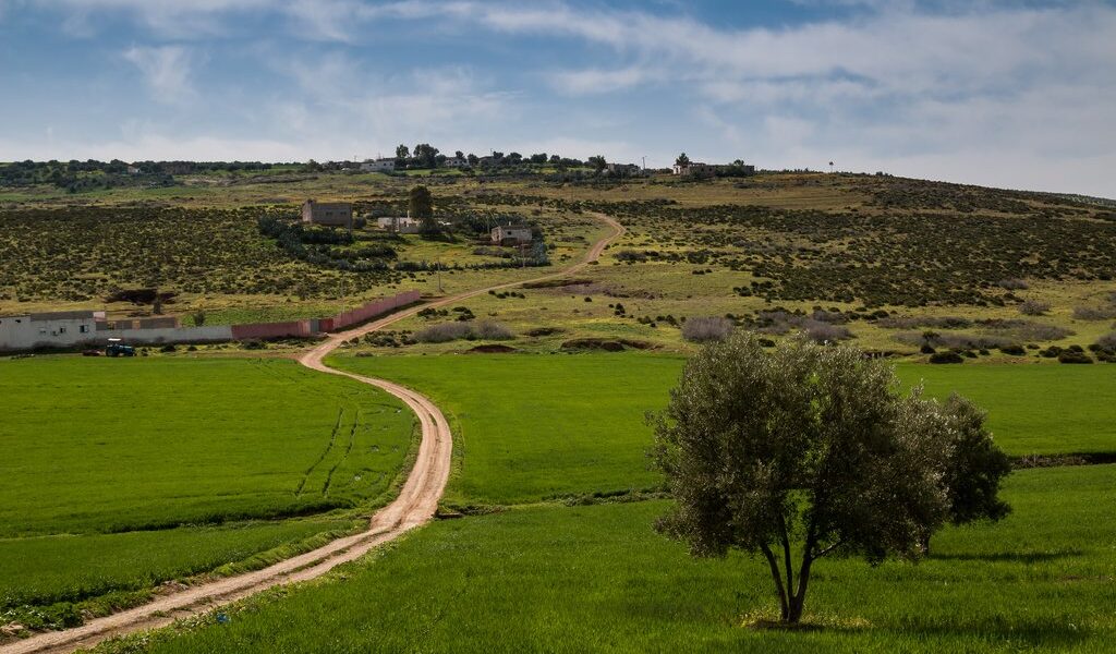Fresh Country With Green Fields And Olive Trees During The Sprin