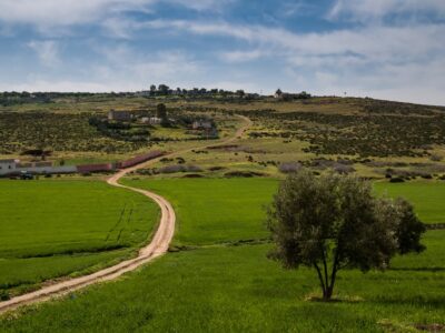 Fresh Country With Green Fields And Olive Trees During The Sprin