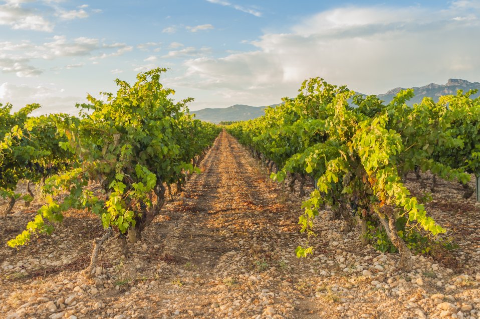 Vineyards in La Rioja