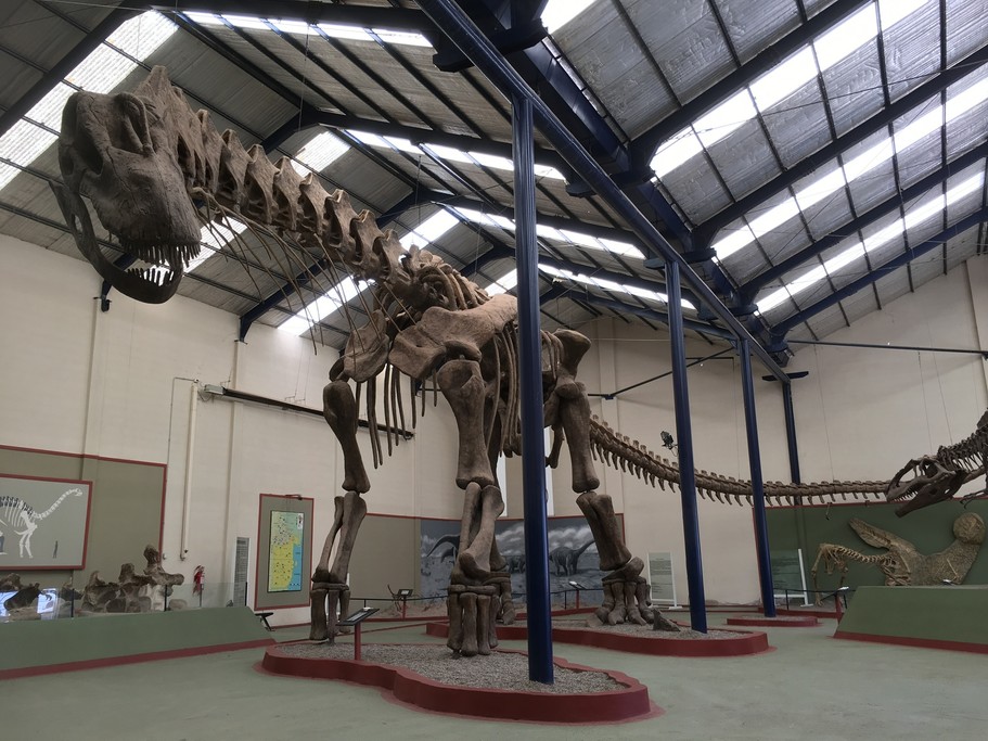 Reconstructed Argentinosaurus huinculensis skeleton