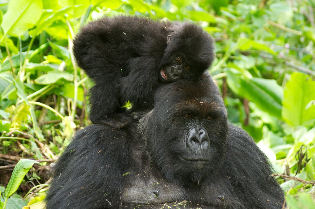 Gorillas in Bwindi