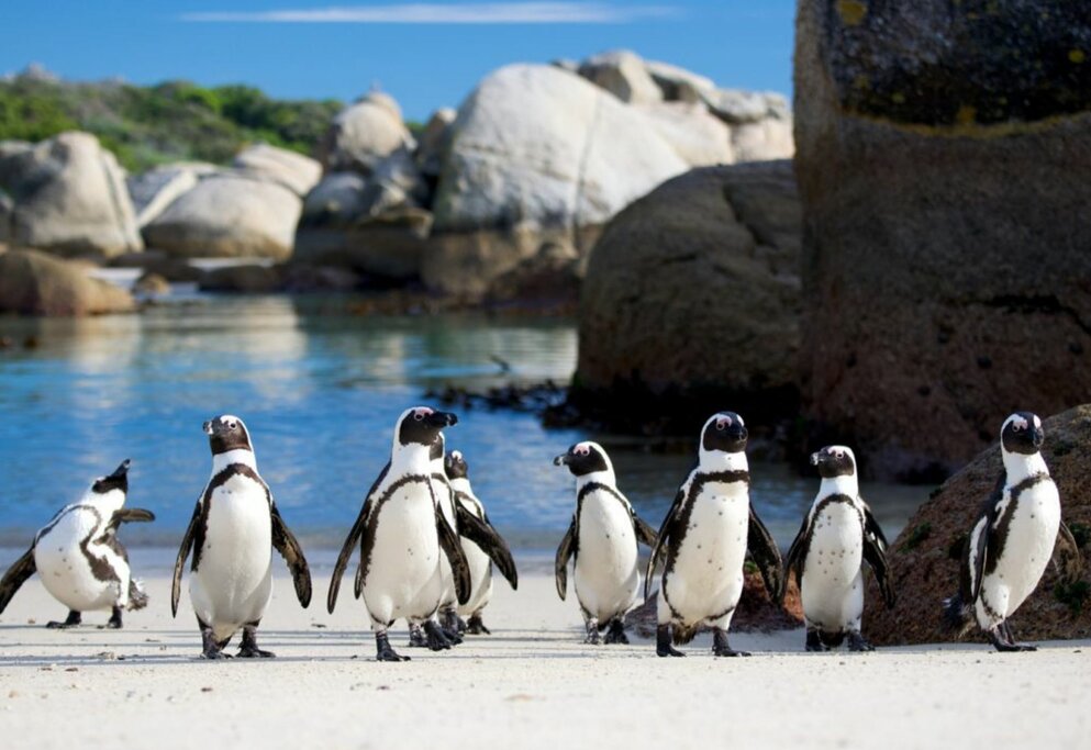 Penguins at Boulders Beach
