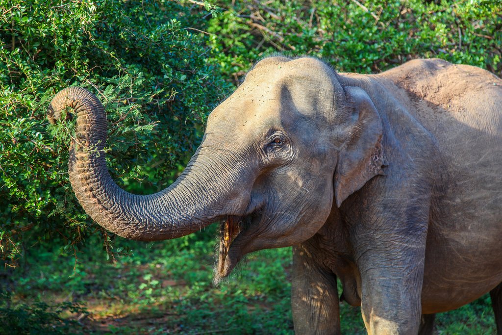 A native elephant at Yara National Park