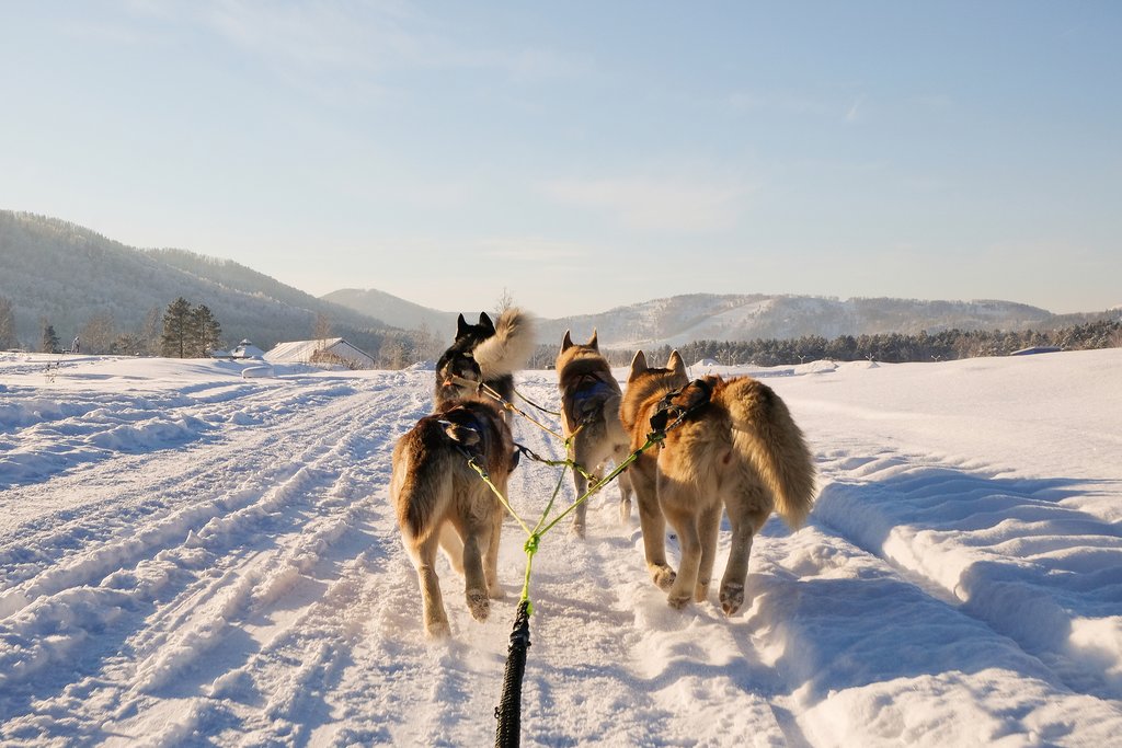 Dog sledding above the Arctic Circle