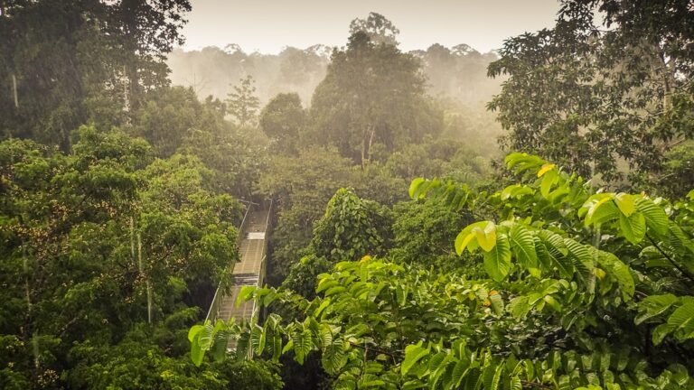 Grand Malaysian Borneo Adventure: Sabah & Sarawak States - 22 Days