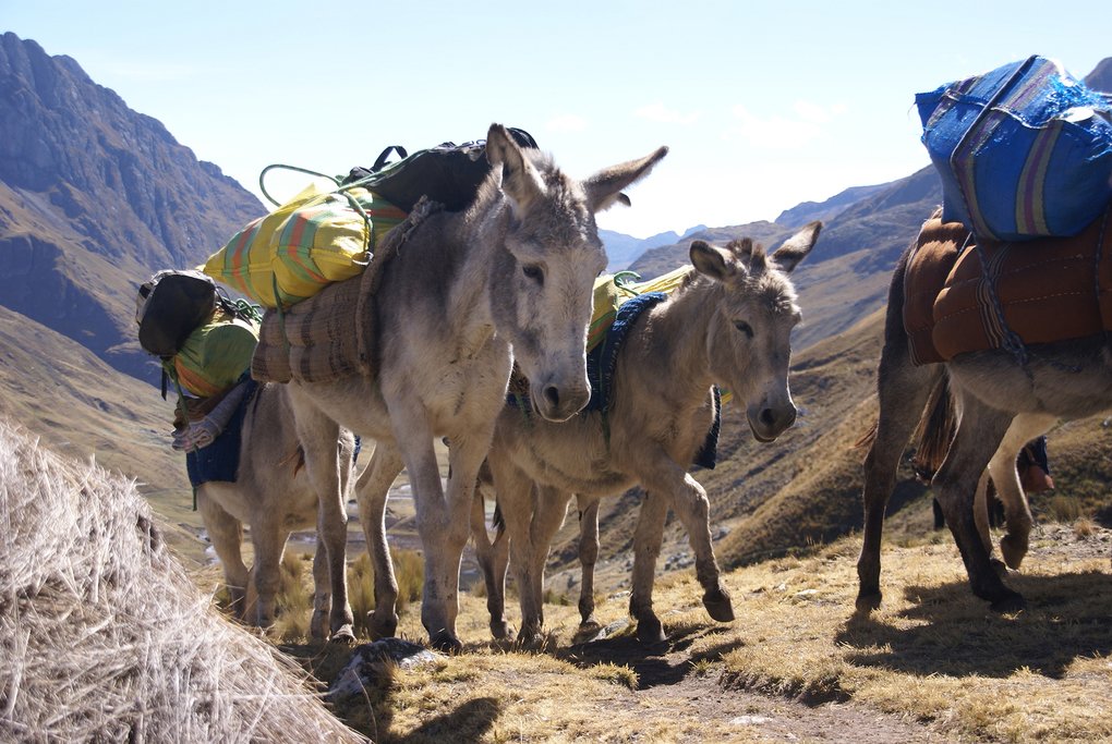 Pack mules, Peru