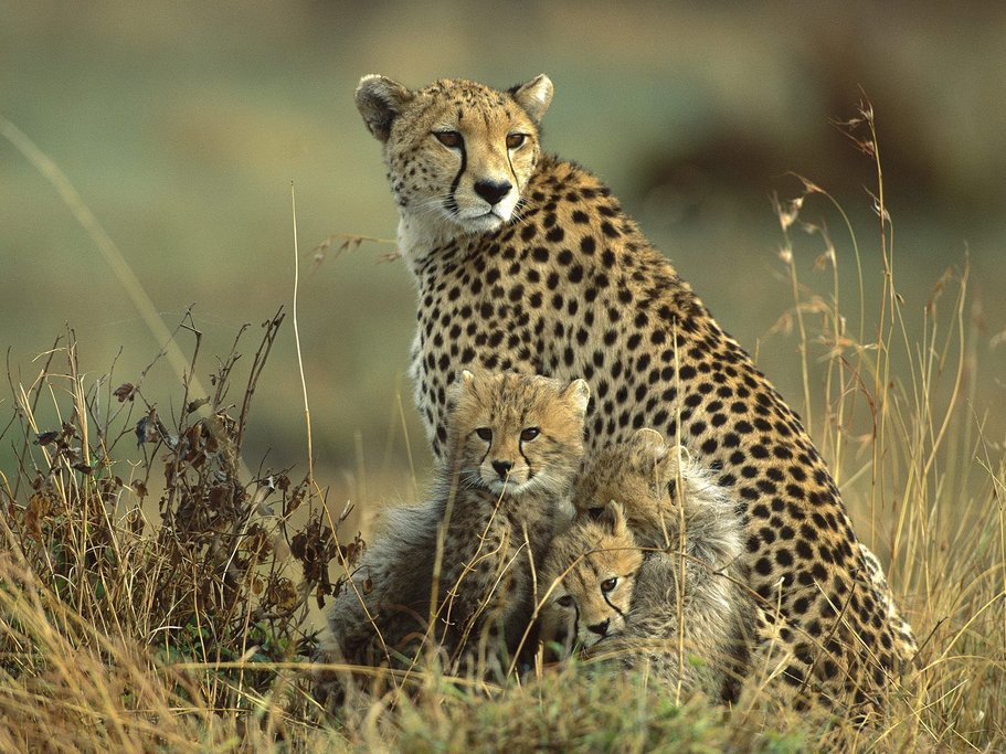 Mara Cheetah Family