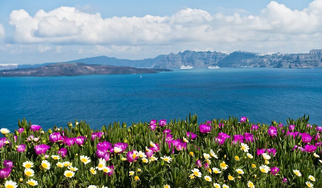 Spring flowers on Caldera at sunny morning, Santorini island, Greece