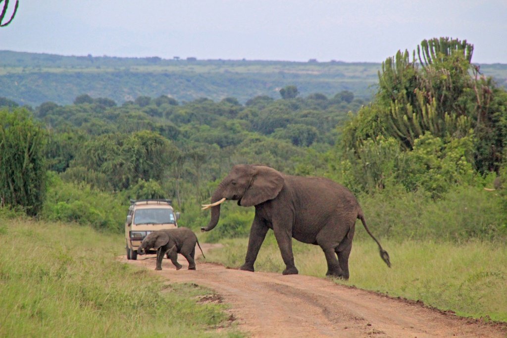 Elephants crossing the road