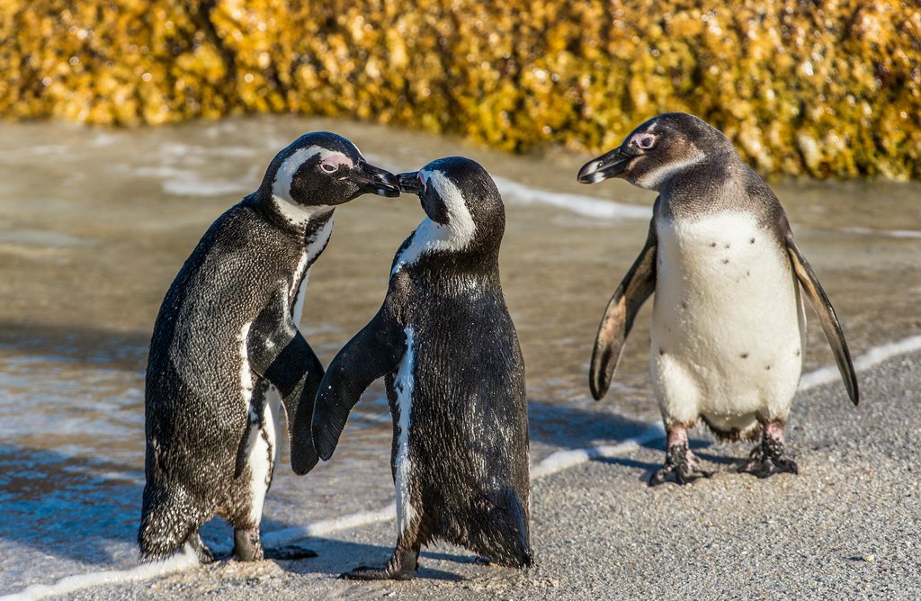 Jackass penguins