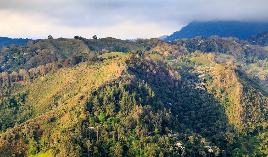jungle in colombian green mountains colombia latin america