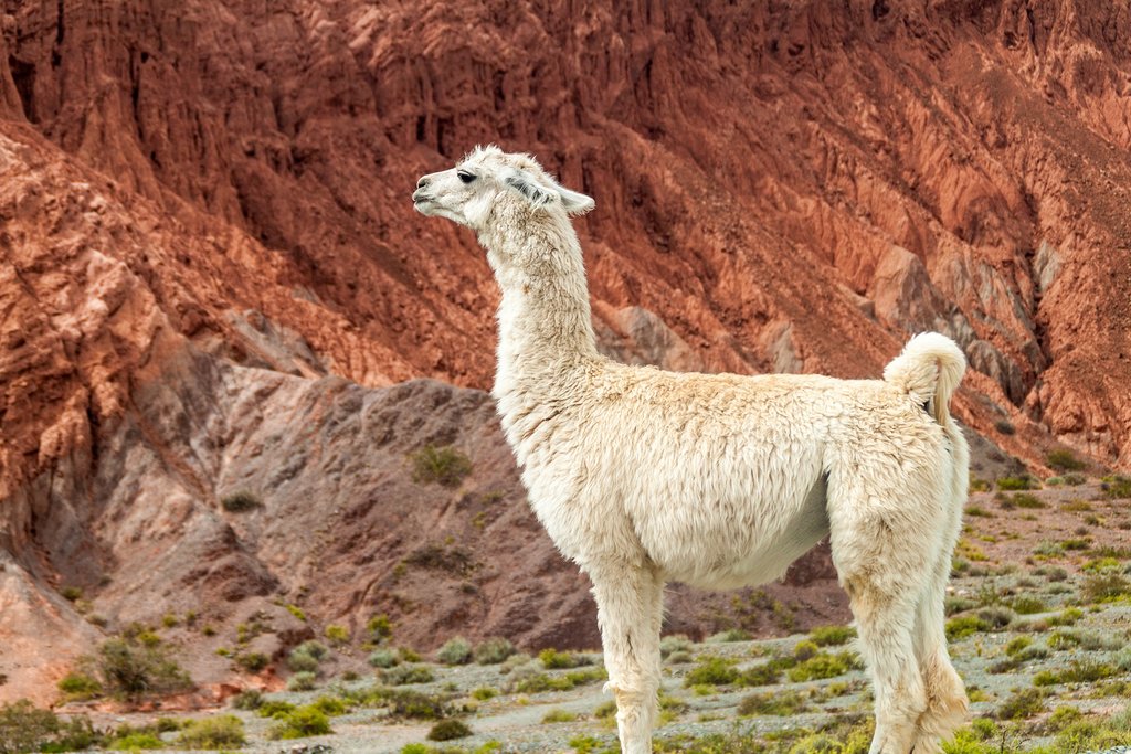 A white llama in the Humahuaca Valley