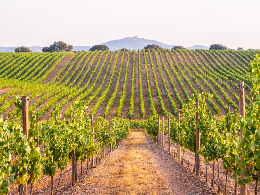 An undulating vineyard in Alentejo