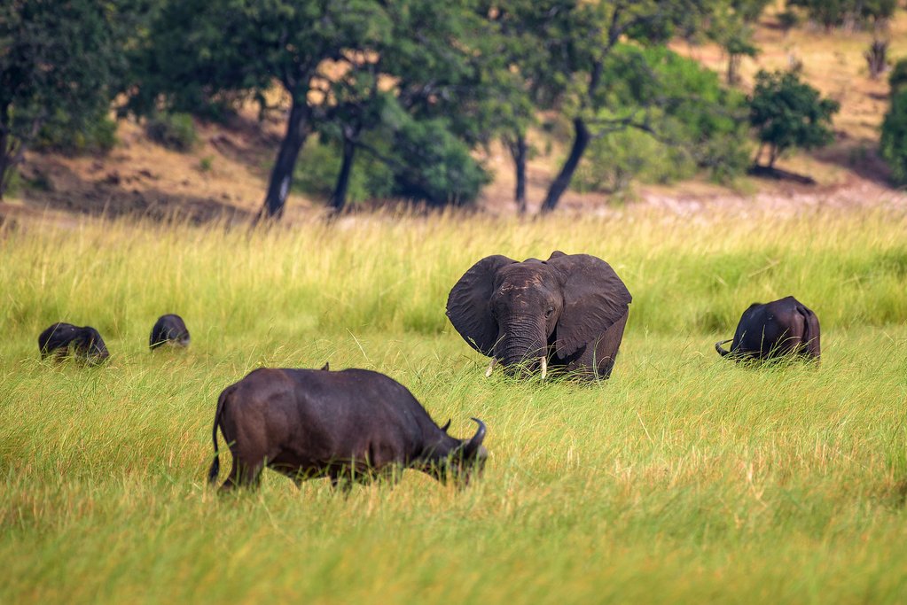 Grazing