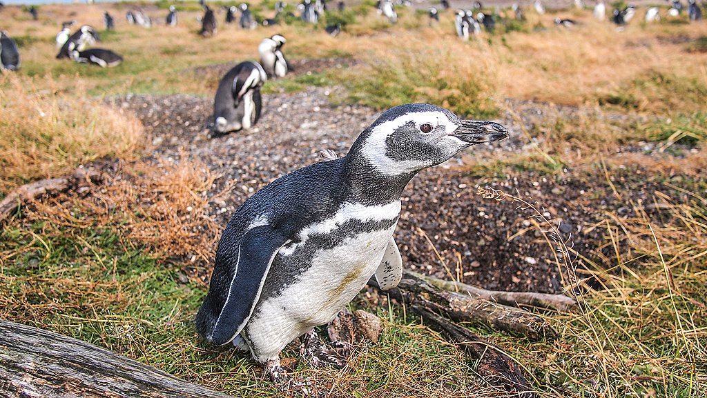 Penguins on Isla Martillo