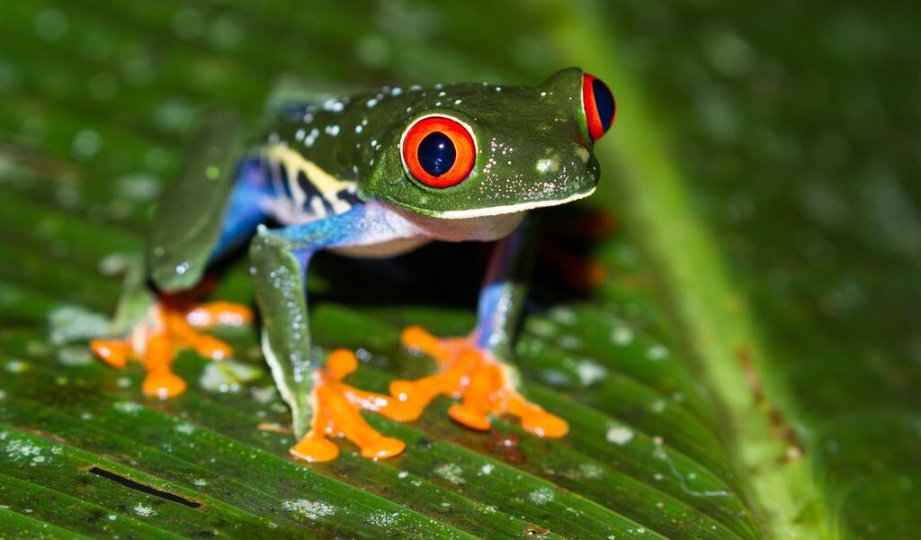 Red-eyed Tree Frog - Agalychnis Callidryas