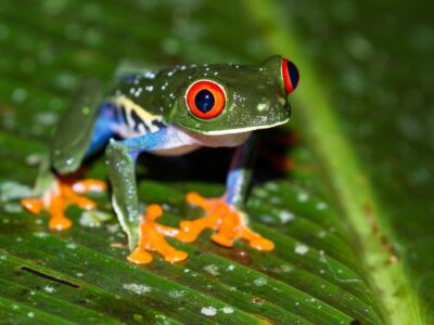 Red-eyed Tree Frog - Agalychnis Callidryas