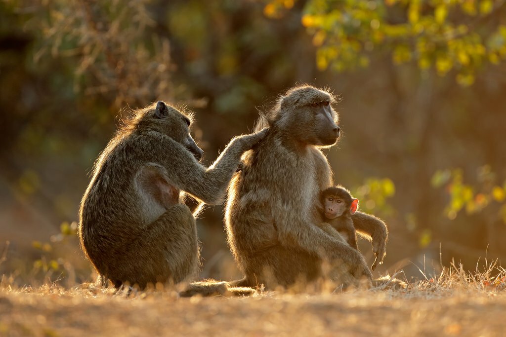 A Day in the Kruger Bush with Two Game Drives
