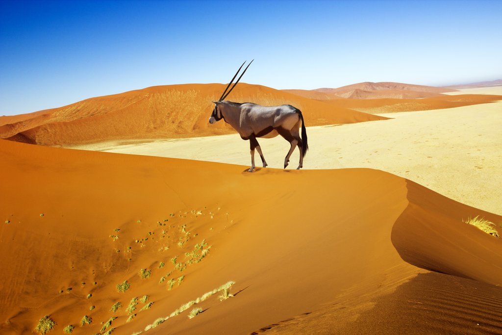 Oryx walking on the Sossuvlei dunes