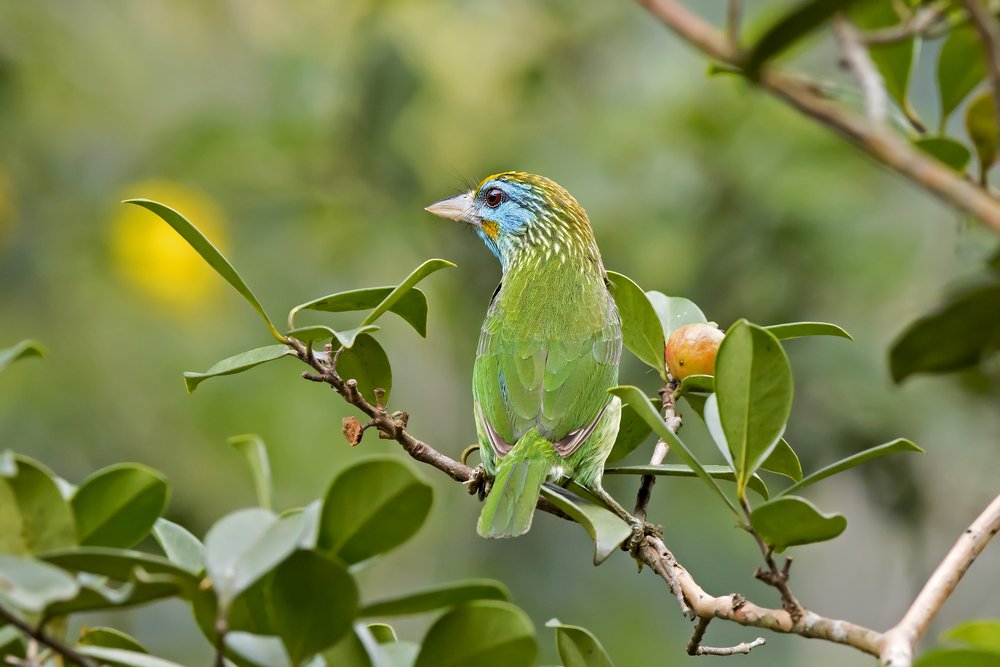A bright rainforest bird