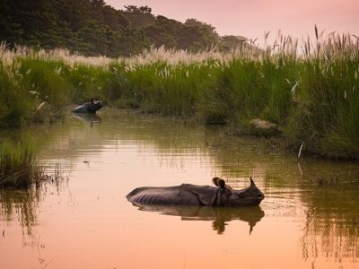 Indian one horned rhinoceros in Chitwan National Park Nepal.