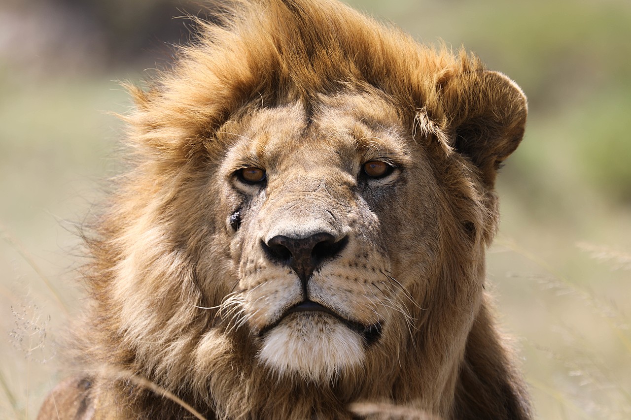 Male lions are actually very lazy | Photo taken by Jonathan G