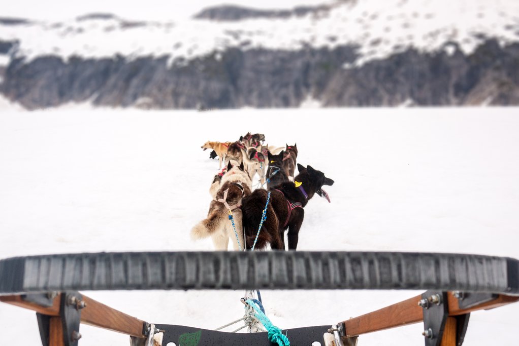 Dog sledding on the glacier