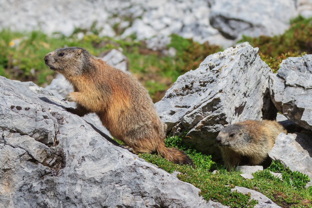 Marmot in the alps