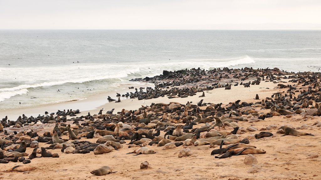 Cape Cross