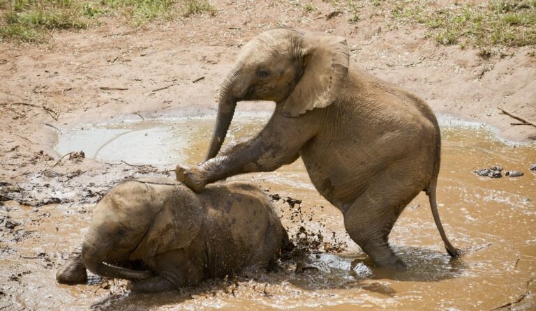 Lilayi & South Luangwa Safari in Zambia - 7 Days