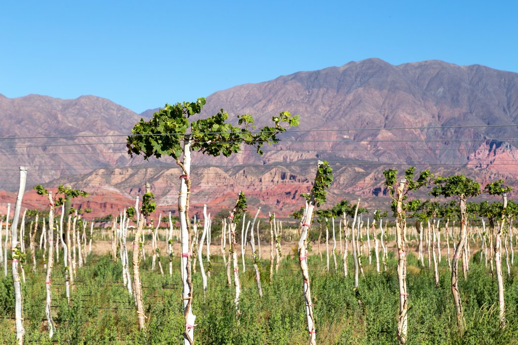 The Calchaqui Valley provides a colorful setting for Cafayate's wineries